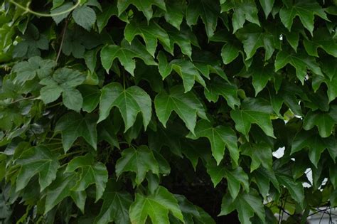 Planta Trepadora Verde En La Pared Foto Premium