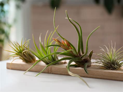 Cuidados y especies de Tillandsias los claveles del aire Massó Garden