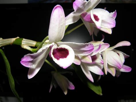 Naturform Dendrobium nobile Tauschbörse Pflanzenforum