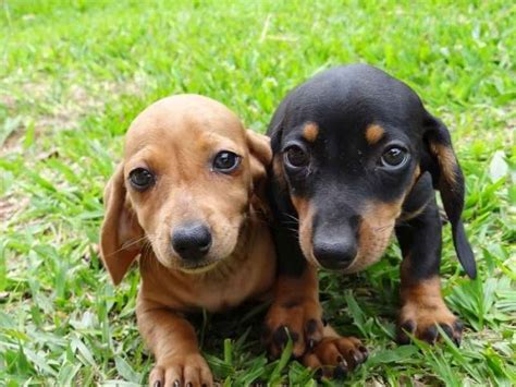 Basset Teckel Lindos Filhotes R Em Mercado Livre