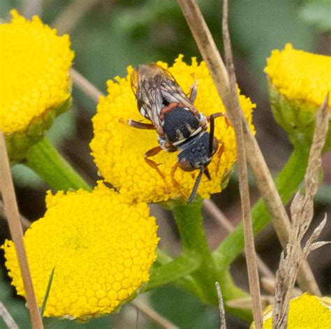 Heide Filzbiene Epeolus Cruciger Sand Filzbiene Epeolus Flickr