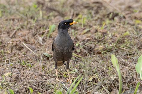 Bird Javan Myna Spotted On Paddy Filed At Sabah Borneo Stock Photo