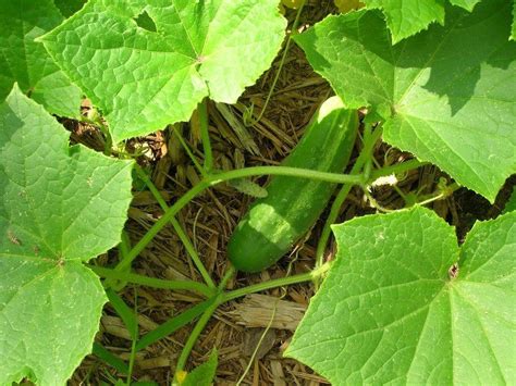 how do you know when to harvest a cucumber