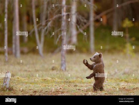 European Brown Bear Ursus Arctos Arctos Bear Cub Standing On Hind