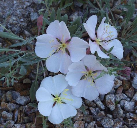 Oenothera Californica California Evening Primrose