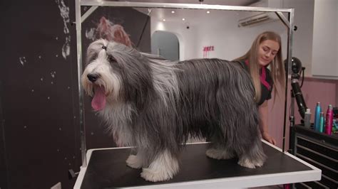 Long Coat Dog Grooming Guide - YouTube