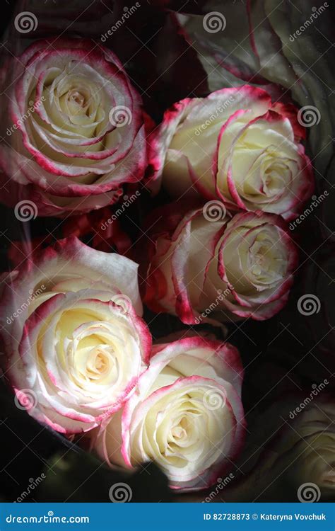 Maroon-white roses stock image. Image of white, object - 82728873