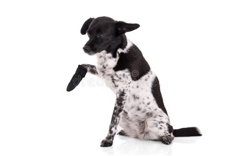 Portrait Of A Dog With Injured Paw Stock Photo Image Of Black Injury