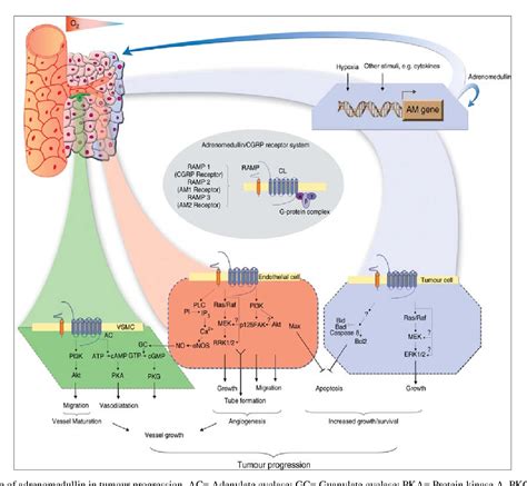 Figure 1 From Adrenomedullin And Its Clinical Significance A Review