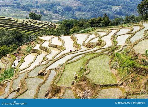 YuanYang Rice Terraces In Yunnan, China, One Of The Latest UNESCO World ...