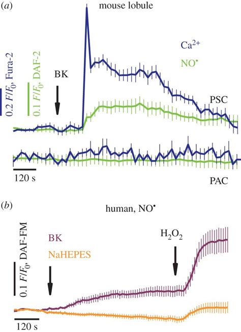 Bradykinin Elicits Simultaneous Cytosolic Calcium And Nitric Oxide