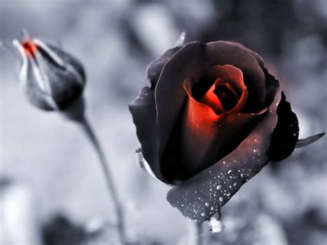 [100+] Black Rose Wallpapers | Wallpapers.com