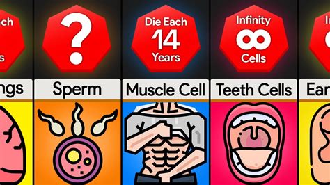 Comparison Lifespan Of Cells In Our Body Youtube