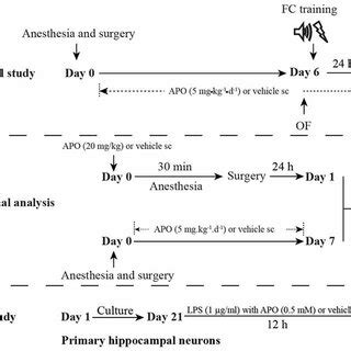 Schematic Timeline Of The Experimental Procedure For The Behavioral