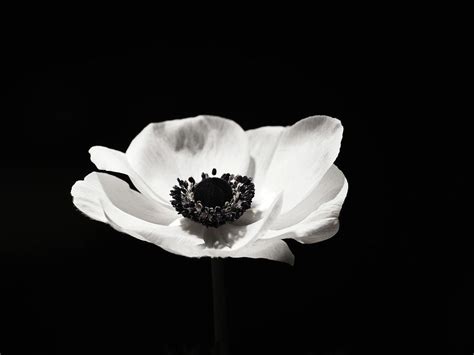 Black Anemone Flower