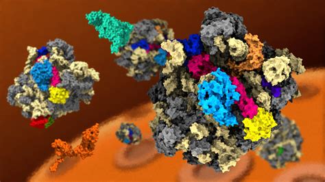 🔥 Free Download Ribosomes Assemble Elife Science Digests By Kennethesparza Wallpapersafari