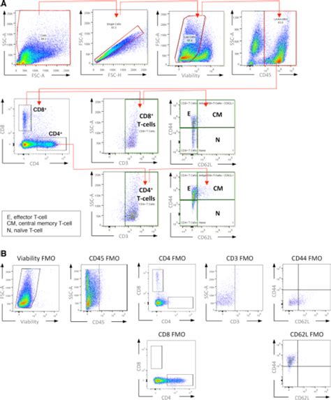 T Cell Facs Gating Strategy Related To Figures 2 And 7 Open I