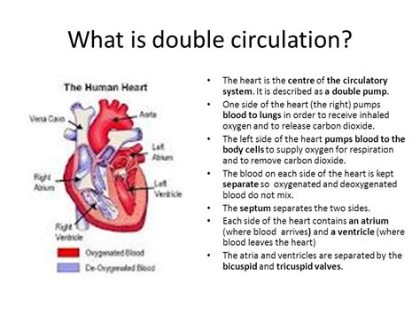 Schematic Flow Chart Of Double Circulation - Circuit Diagram