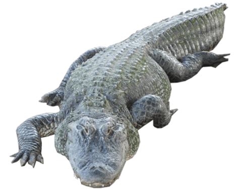 American alligator Nile crocodile Portable Network Graphics Clip art - crocodile png download ...