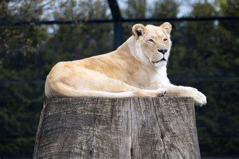 A White, Albino Lion Resting the at the Zoo Paddock. Stock Image ...