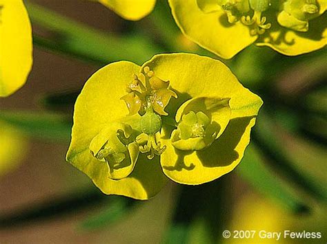 Invasive Plants Of Wisconsin Euphorbia Cyparissias Cypress Spurge