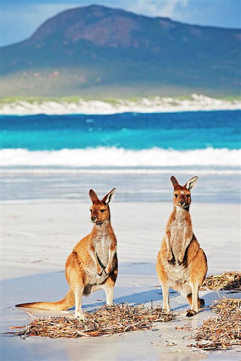 Kangaroos On Beach, Esperance by John W Banagan