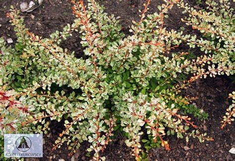 Berberis Thunbergii Starburst Pbr