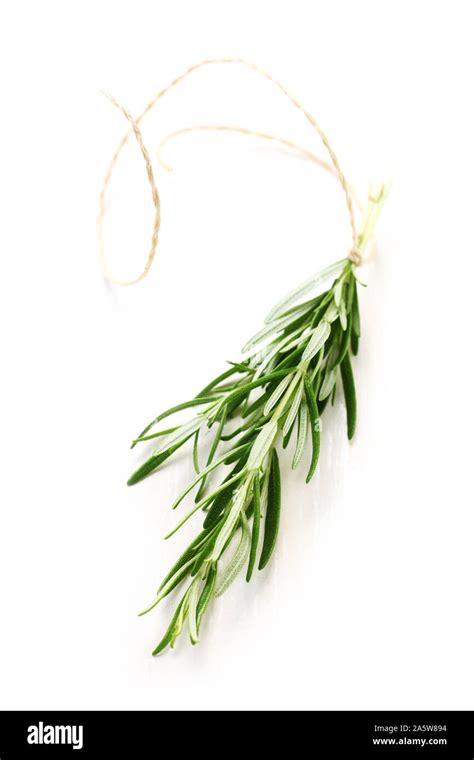 A Twig Of Rosemary Isolated On White Stock Photo Alamy