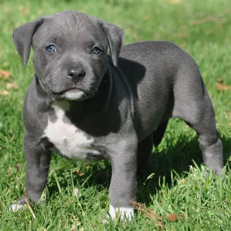 Pitbull Puppies For Sale