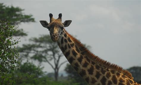 Giraffe Nairobi National Park - Free photo on Pixabay