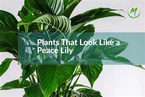 Plants That Look Like A Peace Lily With Photos In