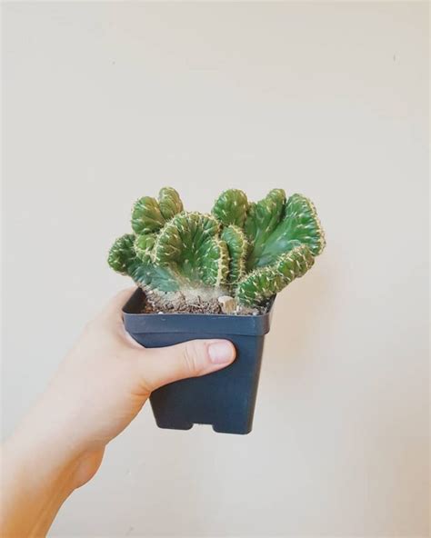 Rare Cacti For Bold Cactus Collectors Succulent City