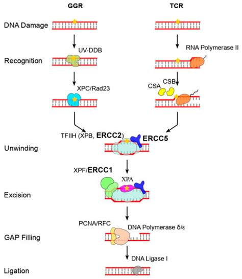 IJMS Free Full Text Alteration Of The Nucleotide Excision Repair