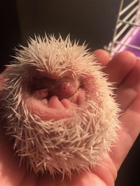 Albino Hedgehog Hedgehog Albino