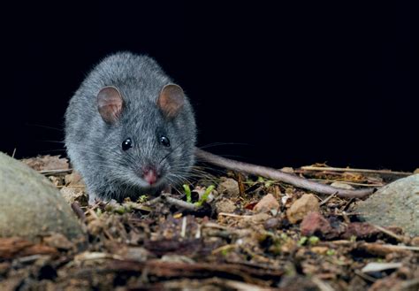 Research Unlocks Secrets Of Native Rodents Rat Race To New Lands