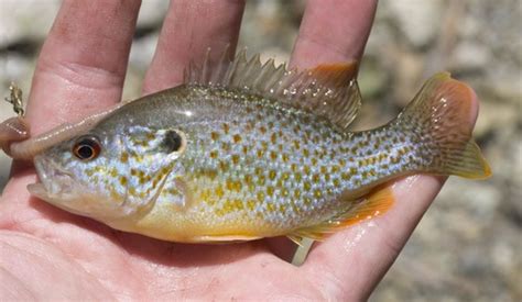 Green Orangespotted Sunfish Hybrid Lepomis Cyanellus Humilis