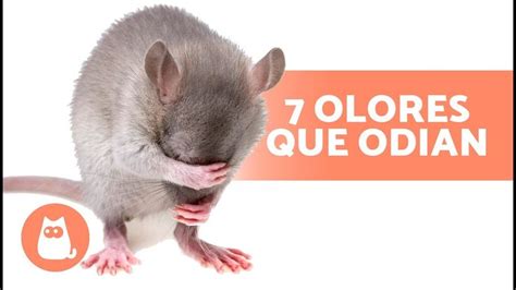 7 OLORES Que ODIAN Los RATONES Y Las RATAS No Los Soportan