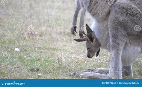 Close Up Side View Of A Kangaroo Joey In Its Mother S Pouch Stock Footage Video Of Brown