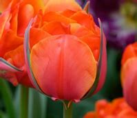 Double Tulip Bulbs | Buy Tulip Bulbs Online | Boston Seeds