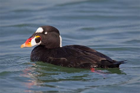 Surf Scoter Pictures and Photos - Photography - Bird | Wildlife ...