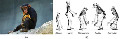 The Evolution Of Primates · Biology