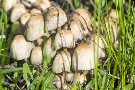 Are Lawn Mushrooms Poisonous To Dogs