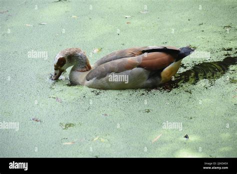 Getting through it Stock Photo - Alamy