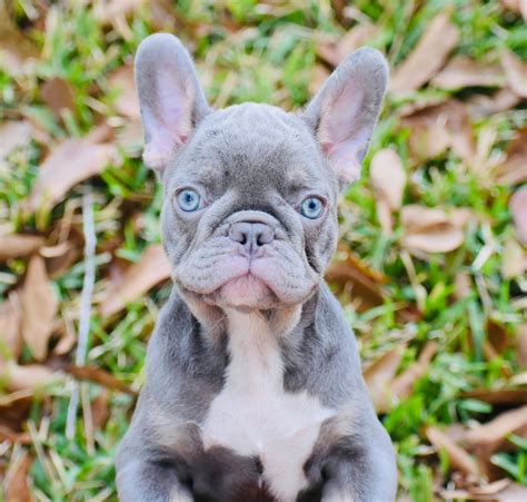 Lilac French Bulldog | FrenchBulldog.com