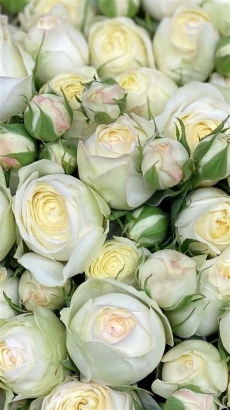 Spray Roses | Spray roses, White spray roses, Beautiful flowers