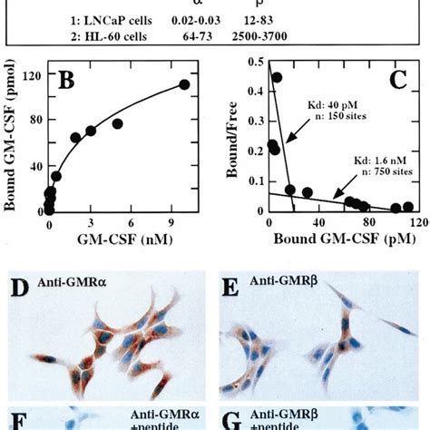 Immunolocalization Of Gm Csf Receptors In Benign And Malignant Human