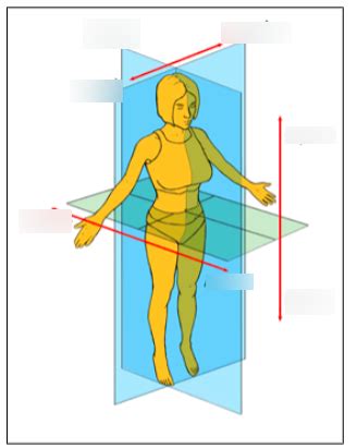 Anatomical Planes Diagram | Quizlet