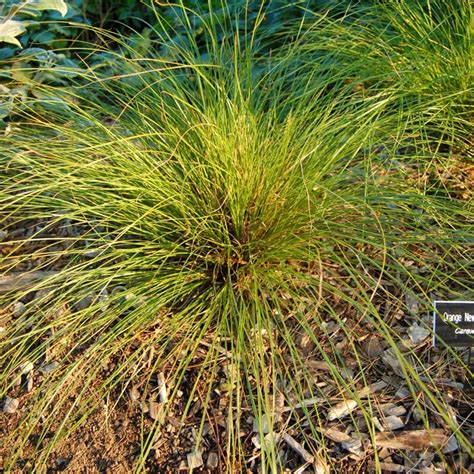 Zegge (carex testacea) - Planteninformatie - Alleplanten.net v2