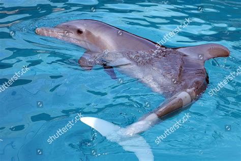 WINTER DOLPHIN WEARING PROSTHETIC TAIL Editorial Stock Photo - Stock Image | Shutterstock