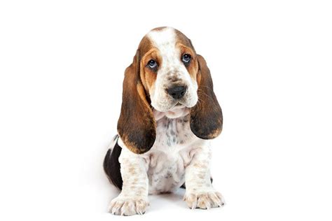 Basset Hound Puppies For Sale